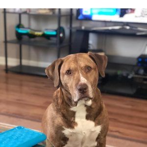 Meet your Posher, Andy